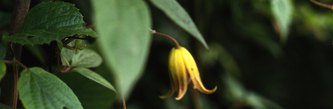 Clematis pogonandra