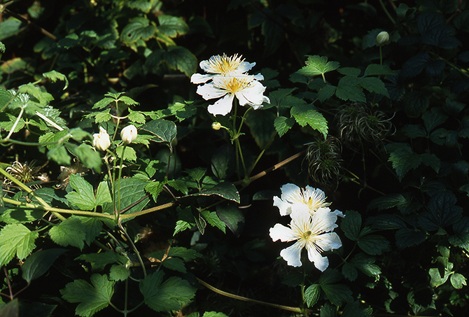 Clematis potaninii