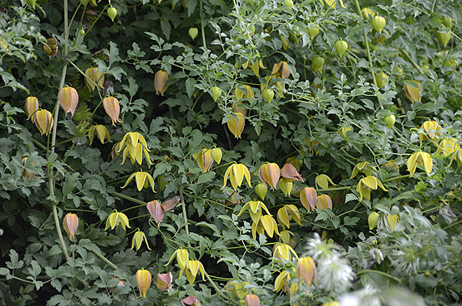 Clematis tangutica