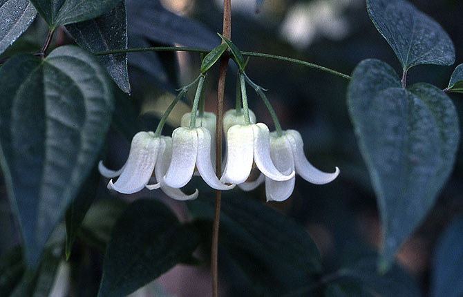 Clematis urophylla