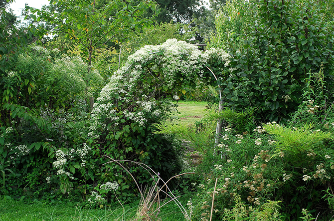 Clematis virginiana