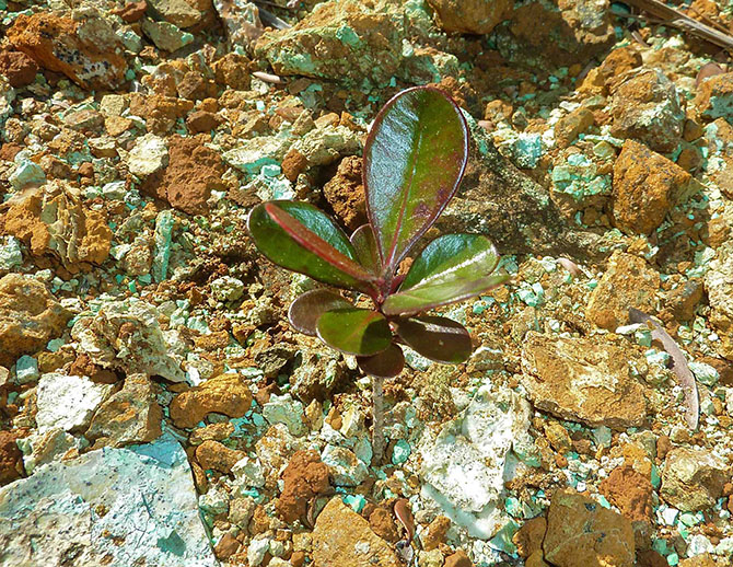 Jeune plant de Tristaniopsis guilainii ectomycorhizé par Pisolithus albus poussant dans un colluvion riche en garniérite (minerai vert contenant jusqu’à 30 % de nickel).   