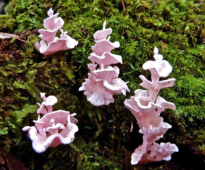 Figure 4 : Podoserpula miranda, champignon découvert en 2008 dans les forêts du Sud de la Nouvelle-Calédonie.