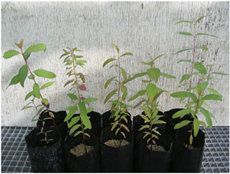 Figure 5 : Jeunes plants d’Eucalyptus globulus après 12 semaines d’exposition à 1000 µM de nickel : à gauche, plants ectomycorrhizés par Pisolithus albus (MD06-337) et à droite, témoin non mycorhize. 