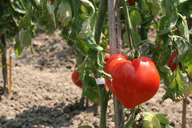 Sur les 3 750 variétés de tomates, la « Cœur de bœuf » est un exemple de diversification - ©  JF. Coffin