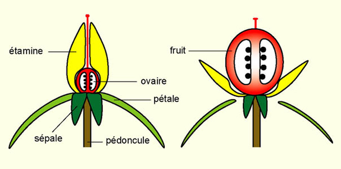 A quoi sert une fleur ?