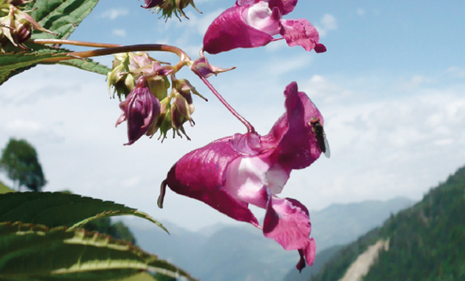 Le raisin d'Amérique (phytolaque) est une plante invasive