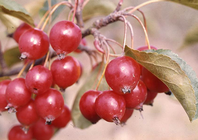 Les fruits de petite taille produits par les haies de pommiers sont d’un grand intérêt pour la faune. Ici, fruits d'un descendant de Malus zumi © Y. Lespinasse