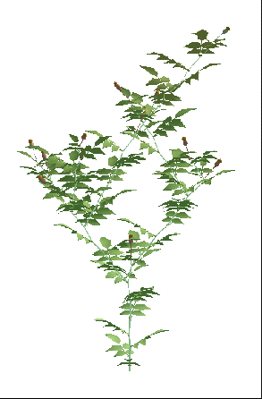 Figure 2 : Rosier virtuel généré à partir d’un modèle probabiliste réalisé sous L_Systems ; 