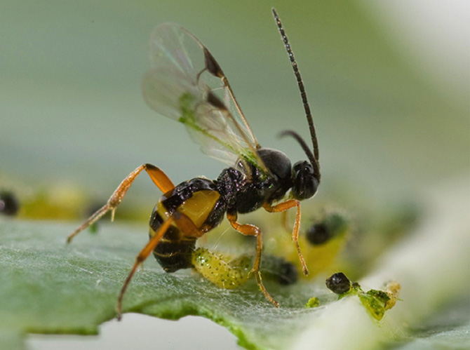 Hyménoptère parasitoïde pondant dans une chenille de Piéride du chou