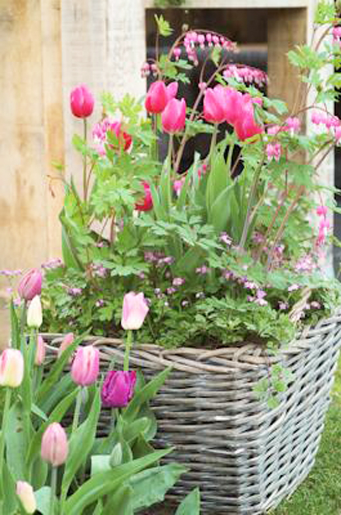 Pot de tulipes roses - © http://blogs.lyceecfadumene.fr