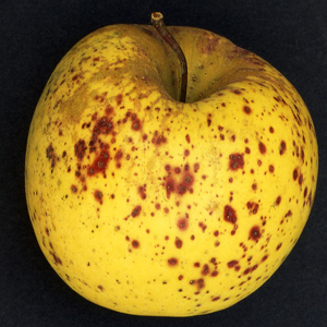 Les points rouges des pommes ou taches lenticellaires - © Tellier M./INRA