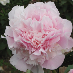 Pivoine "Georgiana Shaylor" © M. Maillat