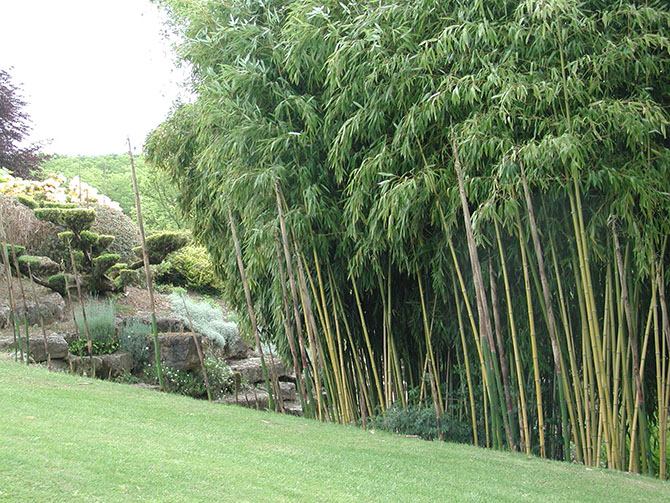 Le bambou conquiert son territoire par ses drageons - © D. Lejeune