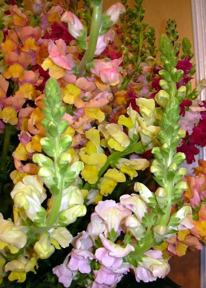 Courbure géotropique des inflorescences de Muflier inclinées - © N. Dorion