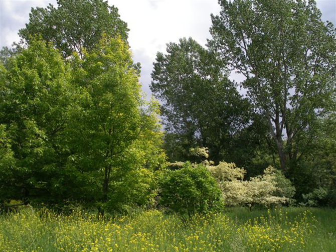 Arboretum de Mulhouse au printemps -© L.Gallé