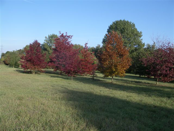 Arboretum de Mulhouse en automne - © L.Gallé