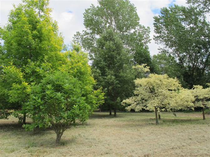 Arboretum de Mulhouse - © L.Gallé