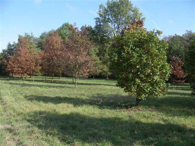 Arboretum de Mulhouse - © L.Gallé