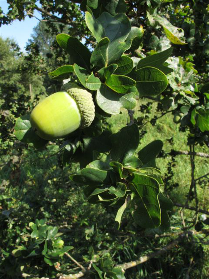 Q. Cristata - © L.Gallé