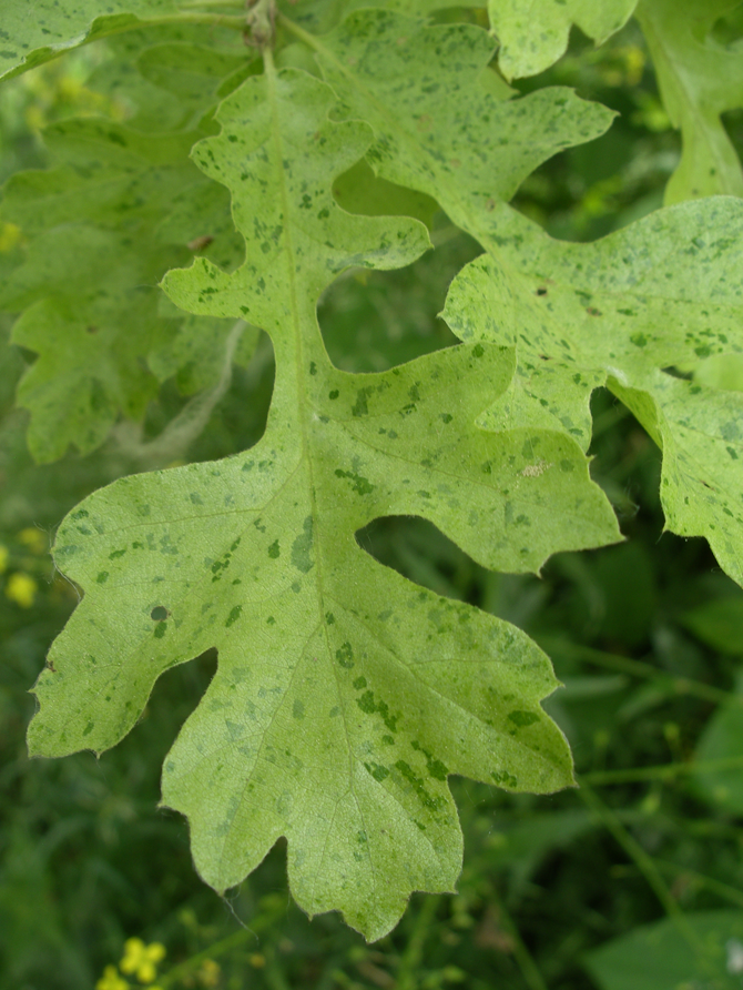 Q. cerris 'Marmorata' - © L.Gallé