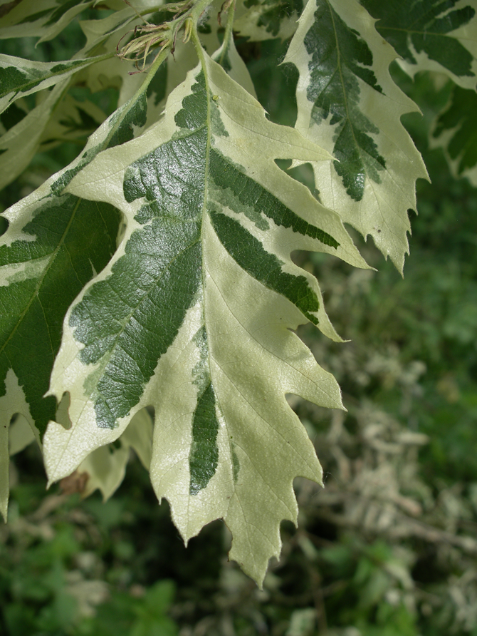 Q. cerris 'Argenteovariegata' - © L.Gallé