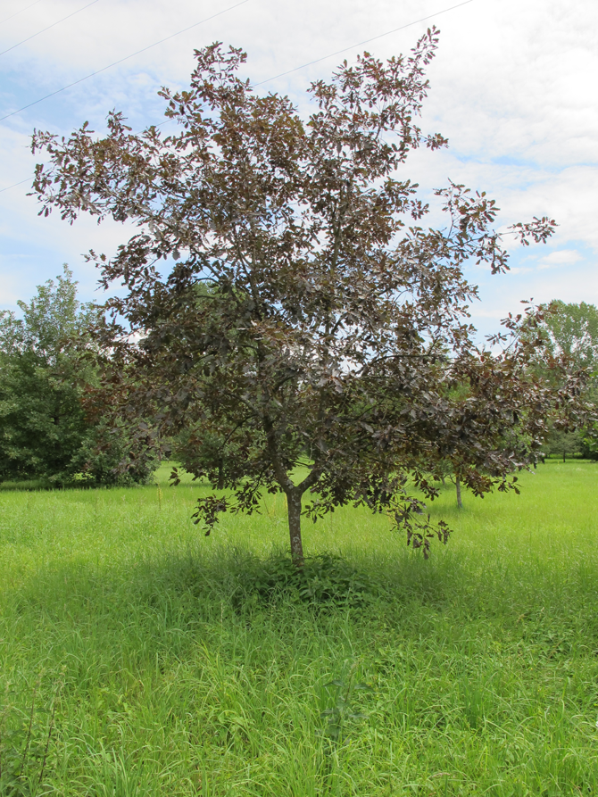 Q. petraea 'Purpurea' - © L.Gallé