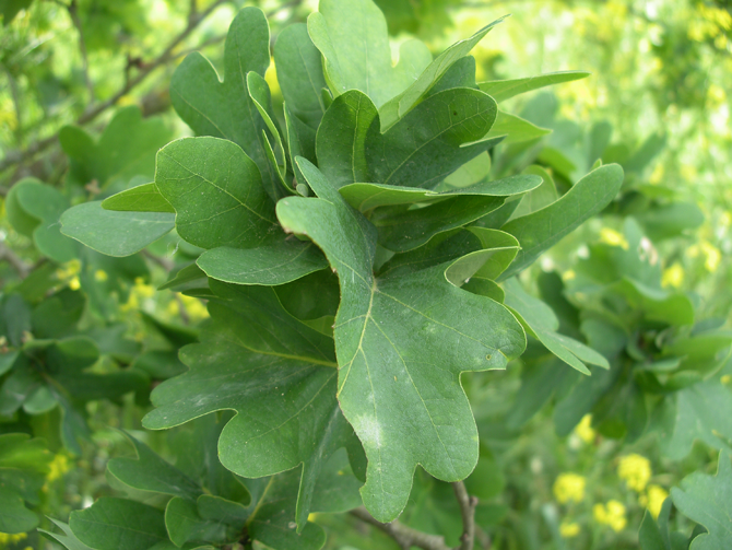 Q. robur 'Cristata' - © L.Gallé