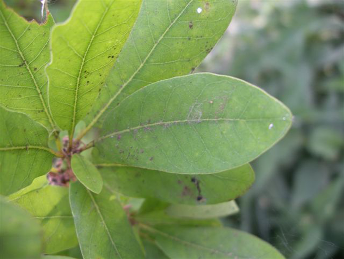 Q. robur 'Salicifolia Fastigiata' - © L.Gallé