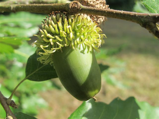 Q. castaneifolia 'Green-spire' - © L.Gallé