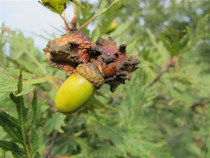 Q. robur 'Pectinata' avec galle - © L.Gallé