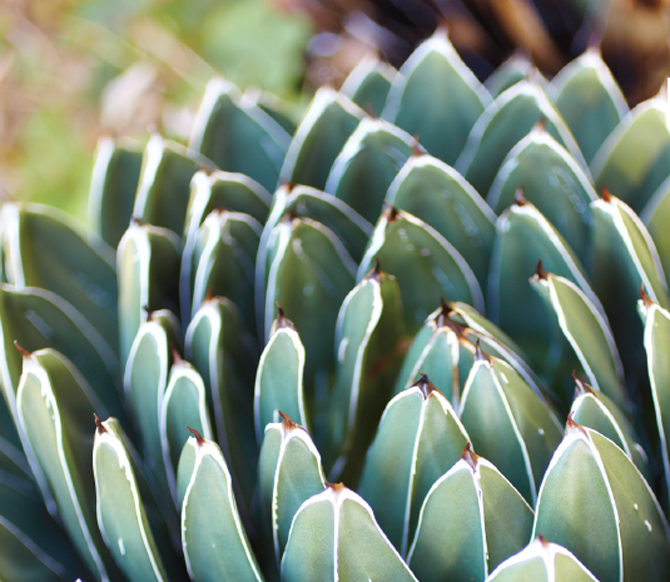 L'agave, une plante à tissus coriaces (sclérophytes) et à feuilles charnues. - © Jean-Michel Groult