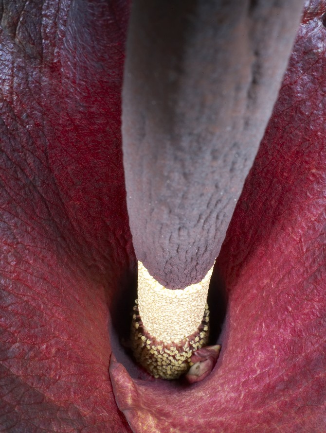 Les Aracées, famille-soeur des lentilles d'eau, possèdent des fleurs réduites mais organisées en inflorescences géantes, comme chez Amorphophallus, très cultivé © Jean-Michel Groult