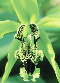 Coelogyne burfodiense - © MAP