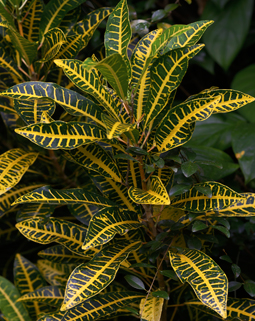 Ce croton (Codiaedum variegatum) est naturellement panaché. Dans la pénombre tropicale, certaines plantes vertes se font vite remarquer...- © Jean-Michel Groult