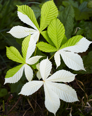 Les zones blanches sont dues à des cellules qui ont perdu la faculté de fabriquer de la chlorophylle © Jean-Michel Groult