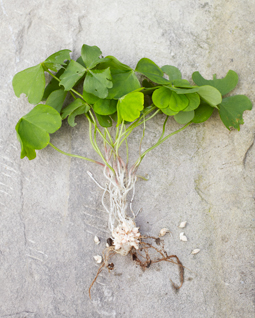 Le bulbe écailleux et très prolifique de l'Oxalis debilis - © Jean-Michel Groult