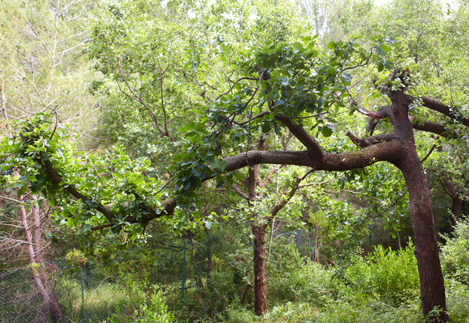 Ce chêne peine à repartir après un élégage sévère, parce qu'une partie de ses réserves lui manque - © Jean-Michel Groult