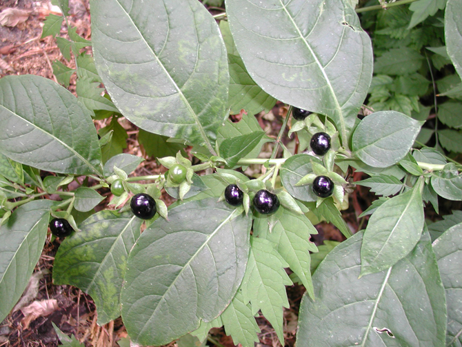 Baie (Atropa belladona) - © D. Lejeune