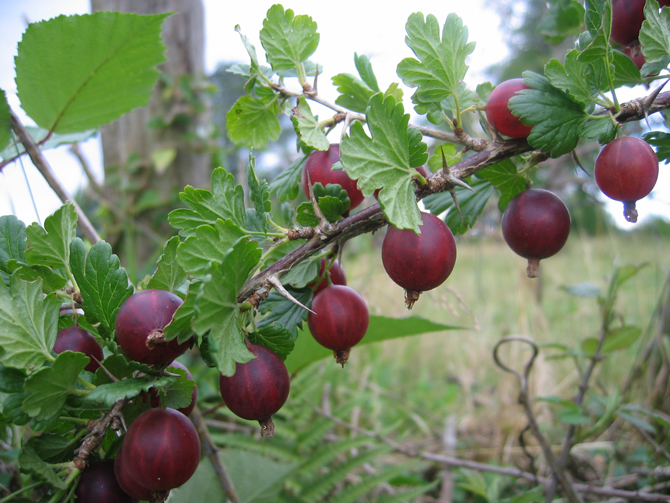 Baie (Ribes grossularia) - © D. Lejeune