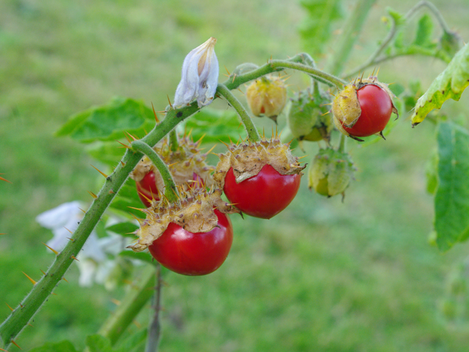 Baie (Solanum sisymbriifolium) - © D. Lejeune