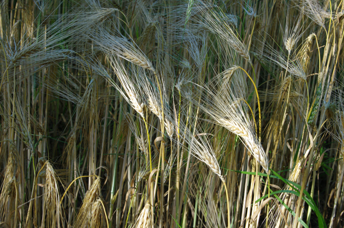 Epi de caryopses (Avoine,  Hordeum_vulgare) - © D. Lejeune