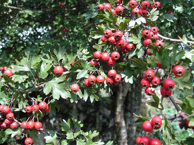 cenelle (Crataegus monogyna) - © D. Lejeune