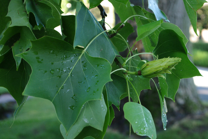 Cône (Liriodendron tulipifera) - © D. Lejeune