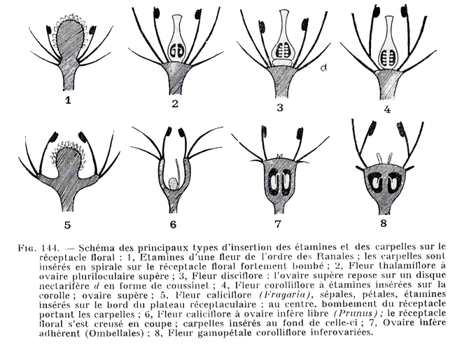 Coupes de fleurs selon Deyson