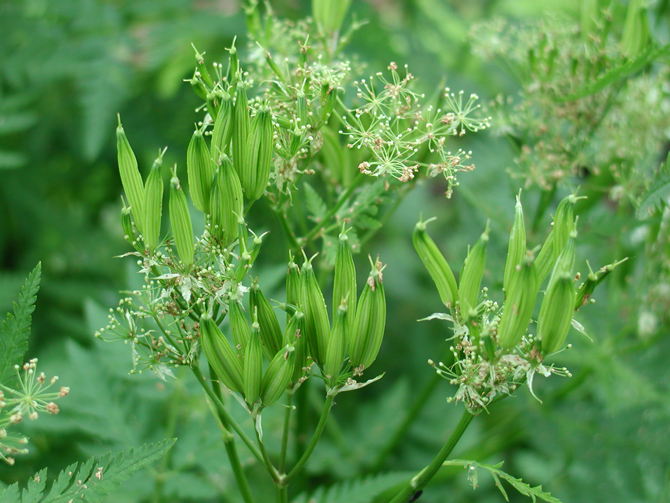 Diakène (Cerfeuil musqué, Myrrhis odorata) - © D. Lejeune