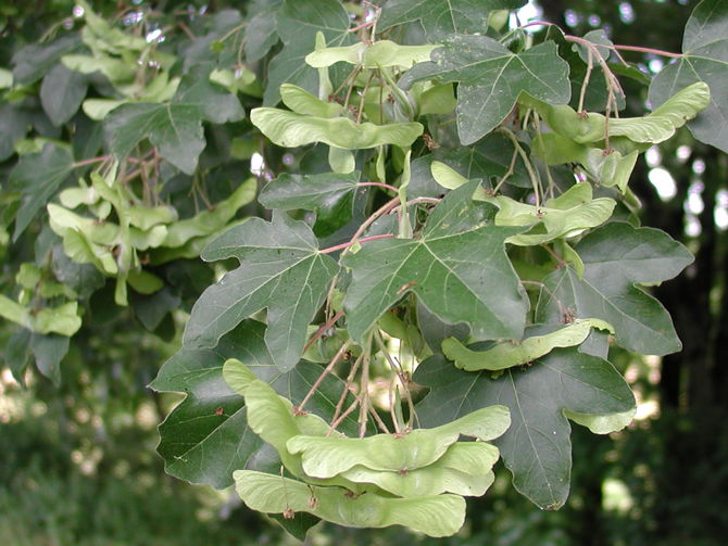 Disamare (Erable champêtre, Acer campestre) - © D. Lejeune