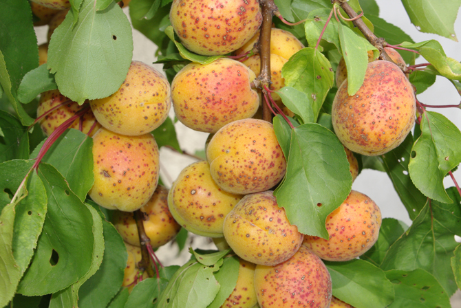 Drupe (Prunus armeniaca) - © D. Lejeune