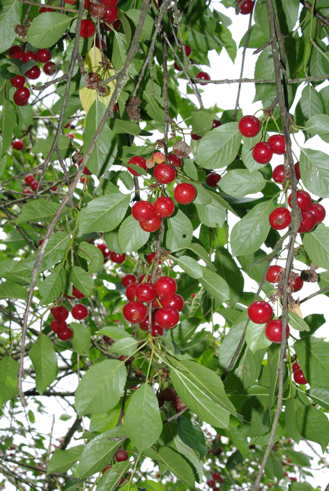 Drupe (Prunus cerasus) - © D. Lejeune