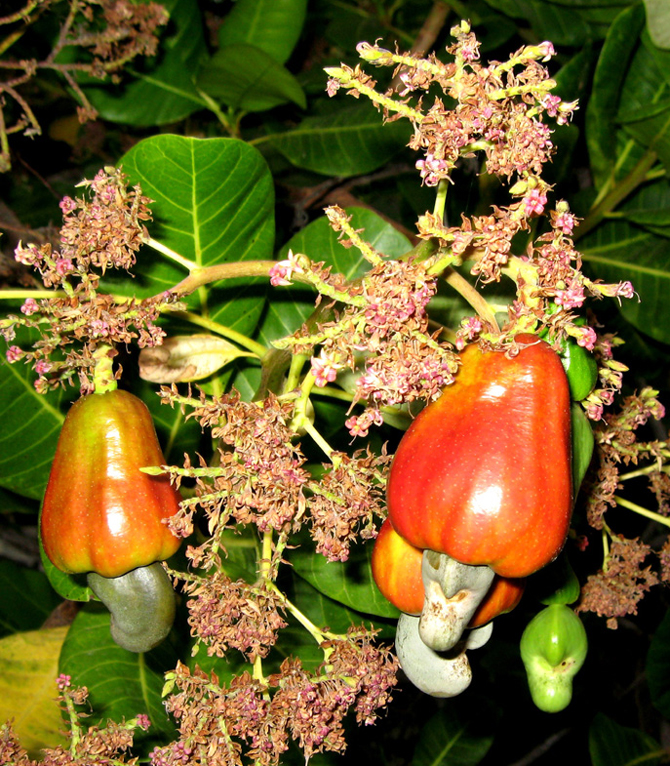 Faux-fruit (Anacardium occidentale) - © D. Lejeune